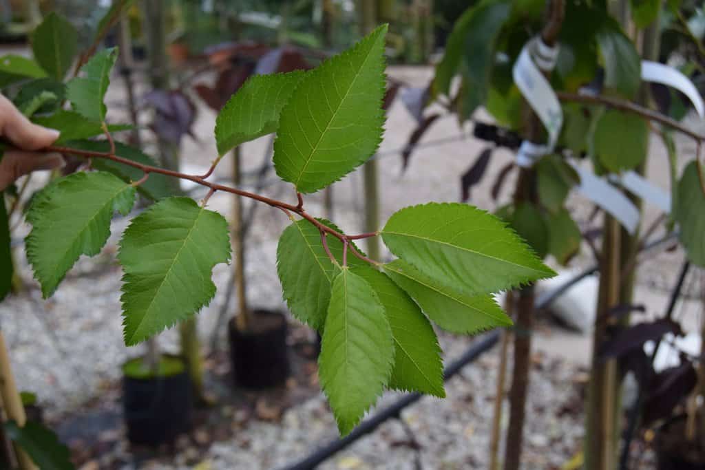 Prunus 'Pandora' 12-14 HS